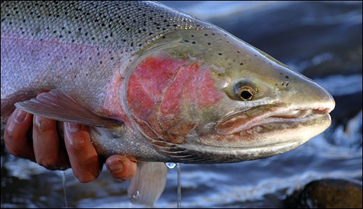 Wild steelhead are our icons of purity Wild steelhead are our icons of purity