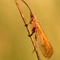 CaddisFly