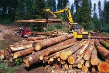 logging