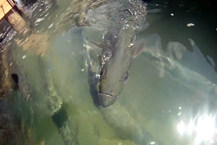 Tarpon_GoPro