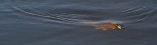 2013 Drake Magazine Fly Fishing Video Awards