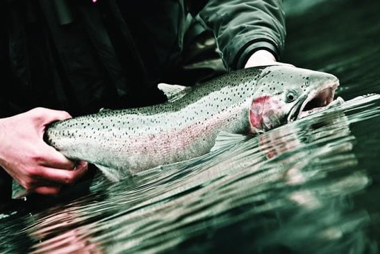 When natural flows return, so do the steelhead