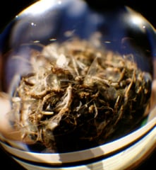 bugs