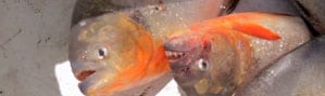 2014 Drake Magazine Fly Fishing Video Awards 2014 Drake Magazine Fly Fishing Video Awards