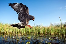 snailkite