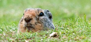 Gopher