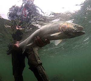 Salmon and Steelhead fisheries are all throughout Pudget Sound.