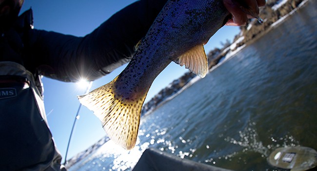 Every section of the North Platte system houses different fish. Every section of the North Platte system houses different fish.