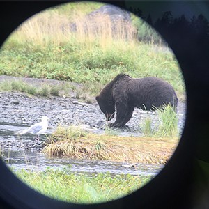 bears6
