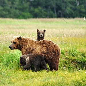 bears8
