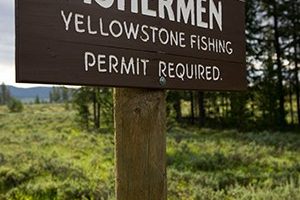 LETTER FROM YELLOWSTONE