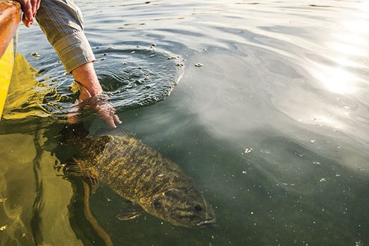 Smallmouth Bass of Mille Lacs Lake.