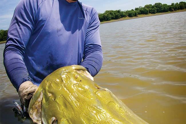 12-weight rods, 12-foot crocs, and a 320-pound(ish) fish