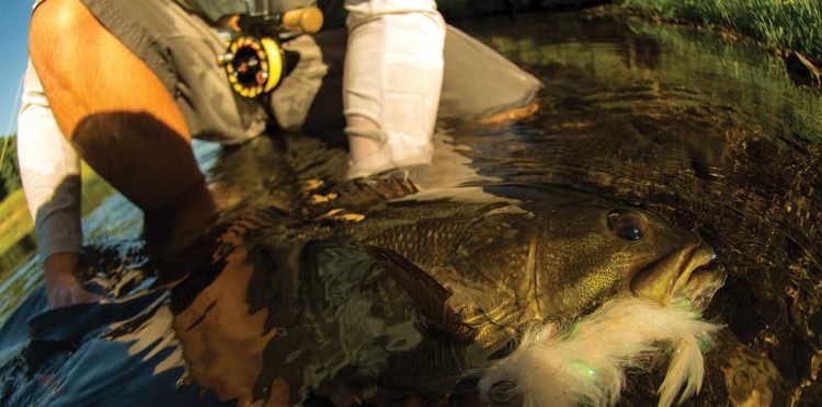 Seven years after the worst inland oil spill in the country, a once-damaged river is thriving. Seven years after the worst inland oil spill in the country, a once-damaged river is thriving.