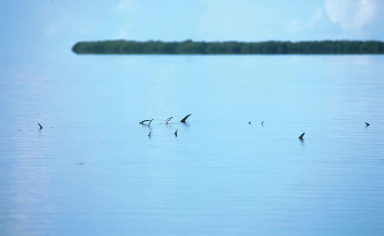 The pursuit and protection of our most adored and frustrating fish.
