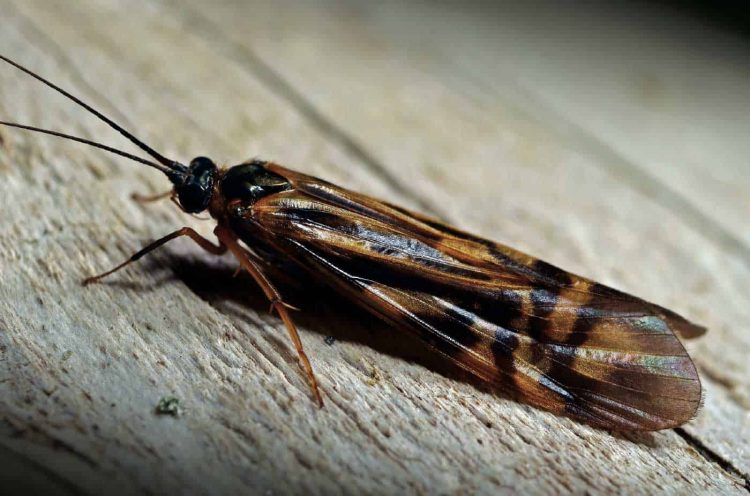 The alderfly that isn’t