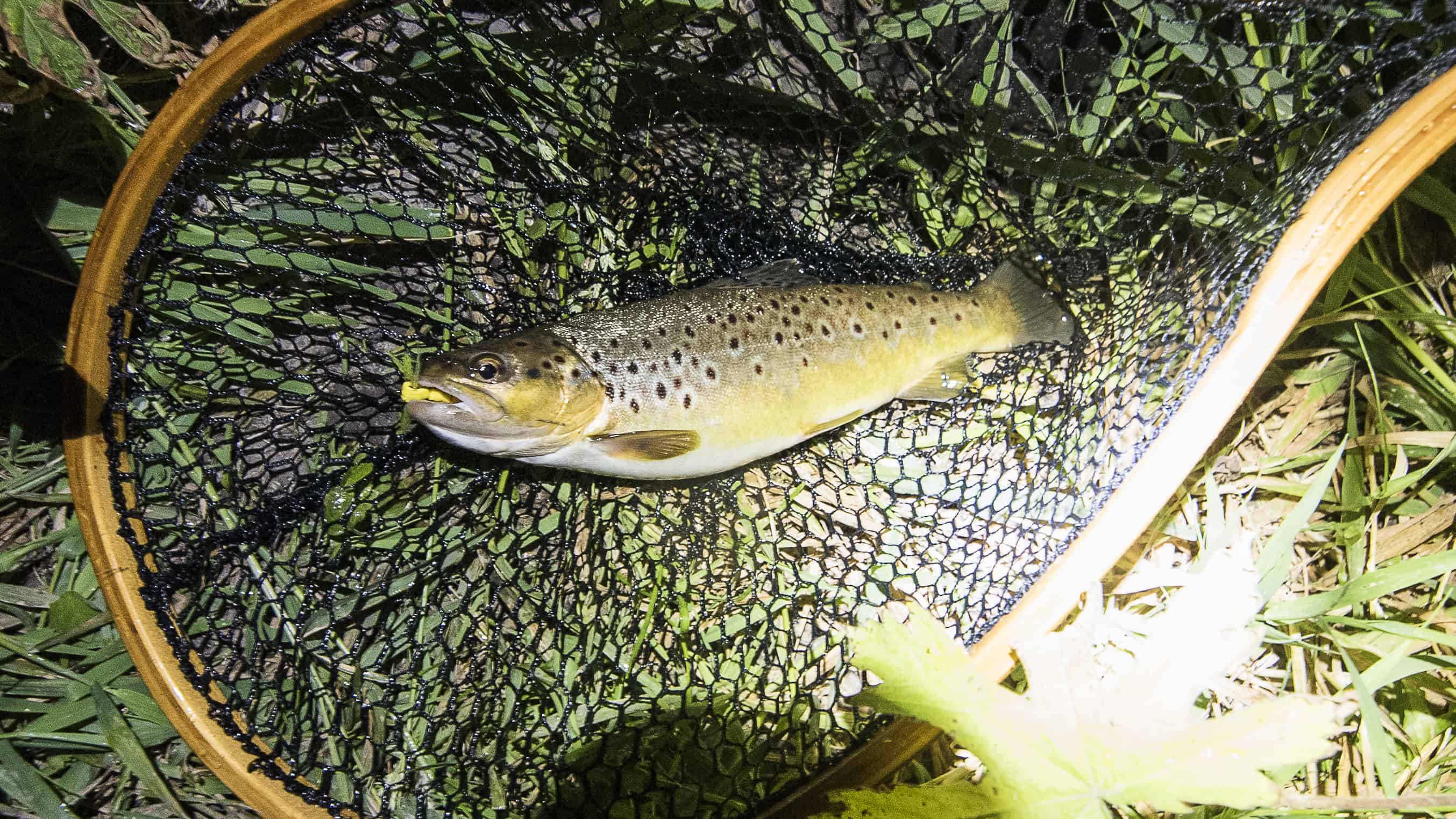 Brown Trout at Night