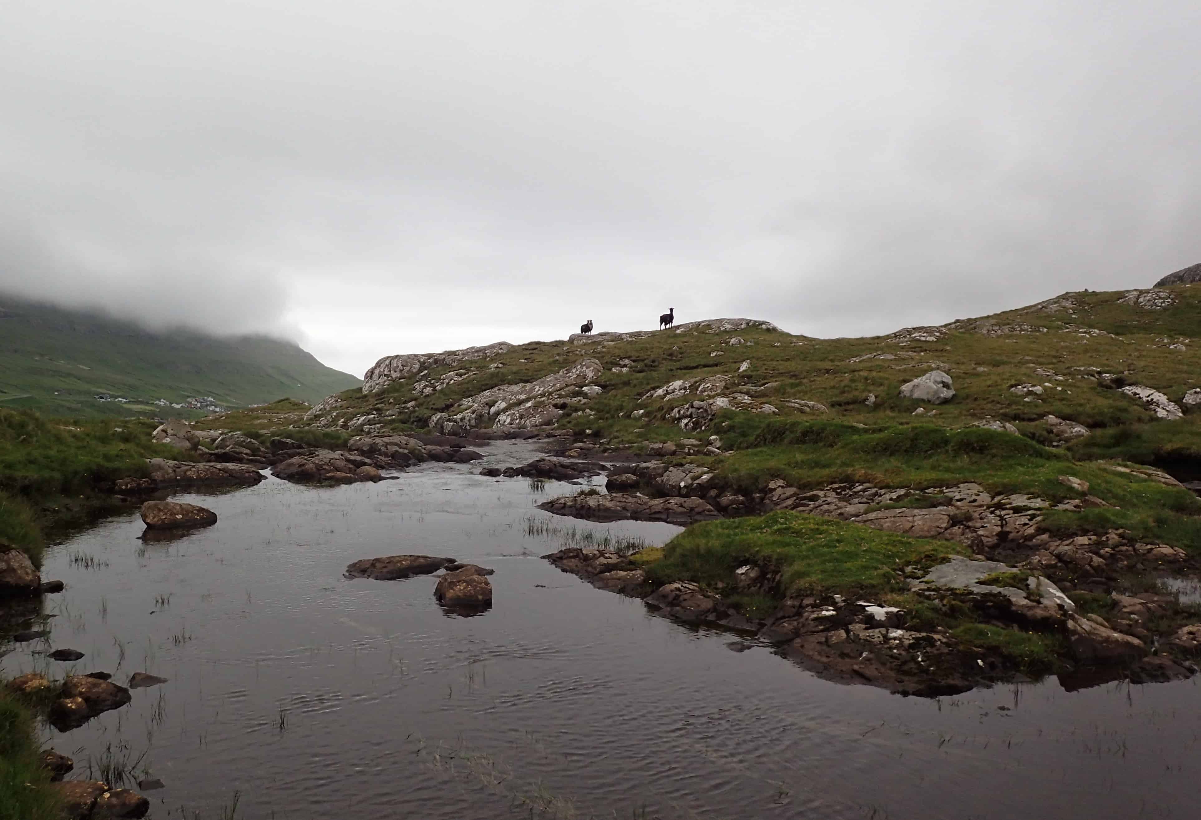 The Faroe Islands Flyfishing The DrakeCast Flyfishing Podcast Sheep