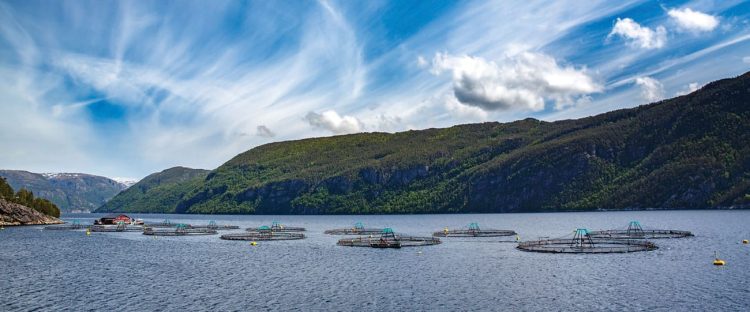 The case against salmon farming The case against salmon farming