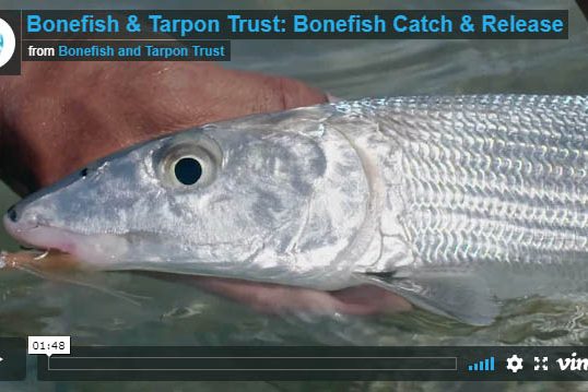 Bonefish Fly Fishing Best Practices