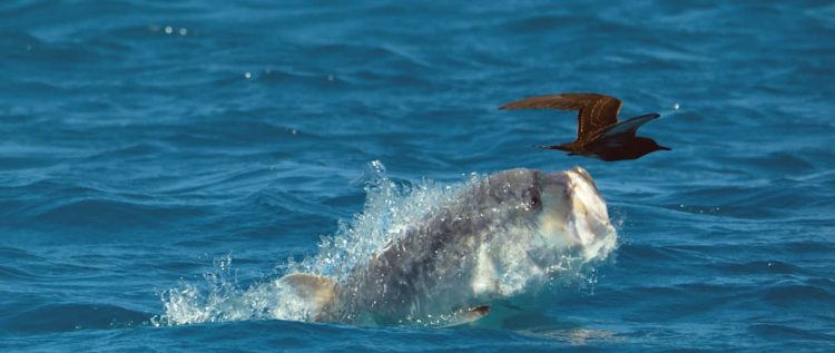 The real story behind that giant trevally footage The real story behind that giant trevally footage