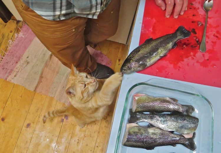 Ginger Cat Happy with Trout
