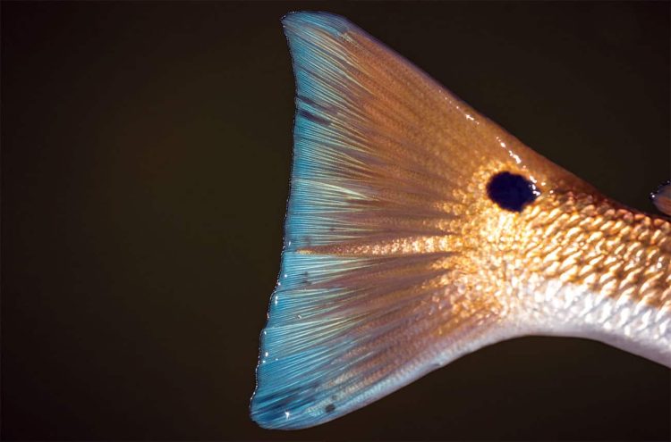 Bryan Gregson Redfish Tail