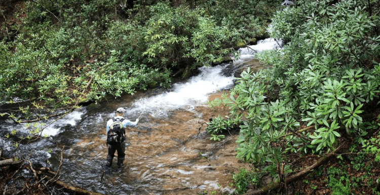 The DrakeCast Fishing North Georgia Brook Trout Zach Matthews The DrakeCast Fishing North Georgia Brook Trout Zach Matthews