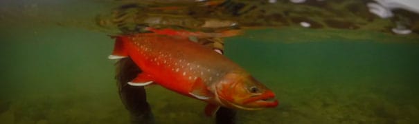 2018 Drake Magazine Fly Fishing Video Awards