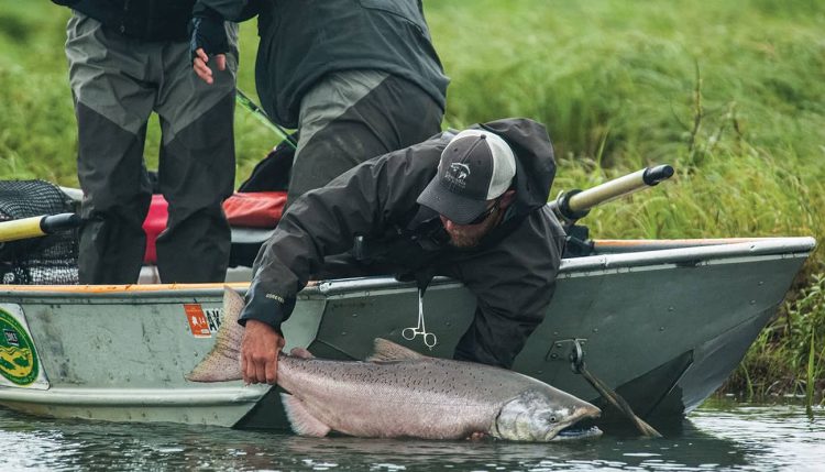 Salmon in Pebble Bay Alaska