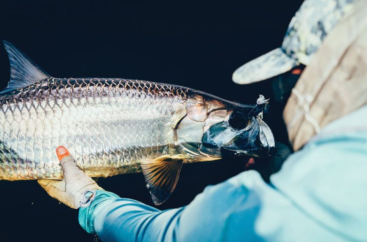 Tarpon on the hunt during Palolo worm hatch. Tarpon on the hunt during Palolo worm hatch.