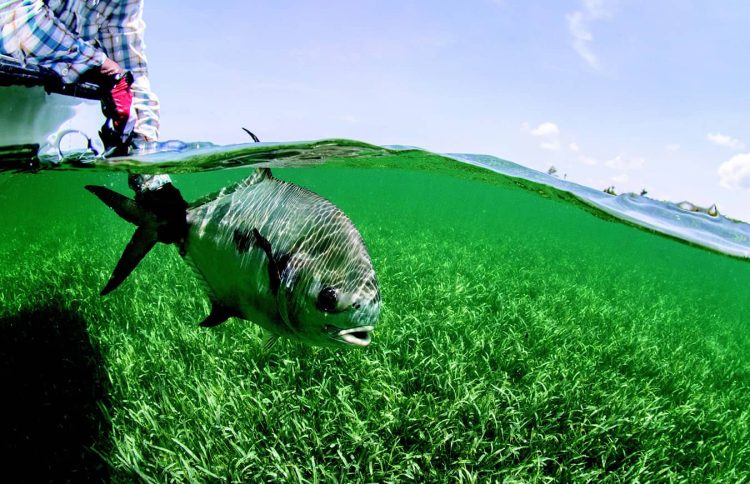 A FLY ROD, NOT A GILLNET, IS HOW TO CHASE PERMIT A FLY ROD, NOT A GILLNET, IS HOW TO CHASE PERMIT