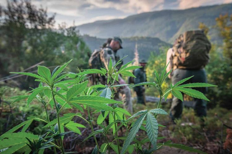 LAW ENFORCEMENT AGENTS INSPECT A “TRESSPASS GROW” ON CALIFORNIA PUBLIC LAND LAW ENFORCEMENT AGENTS INSPECT A "TRESSPASS GROW" ON CALIFORNIA PUBLIC LAND