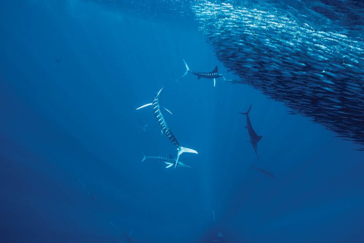 Baja Bait Ball in Magdalena Bay.