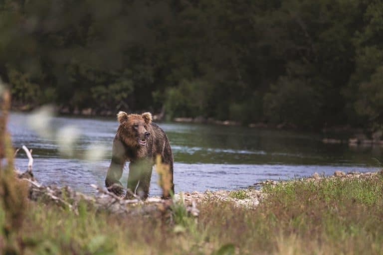 Bear Attack in Montana