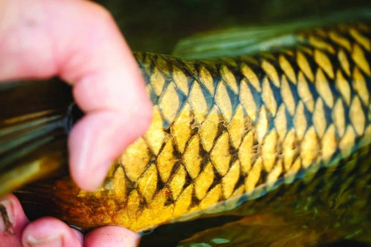 Carp Fly Fishing