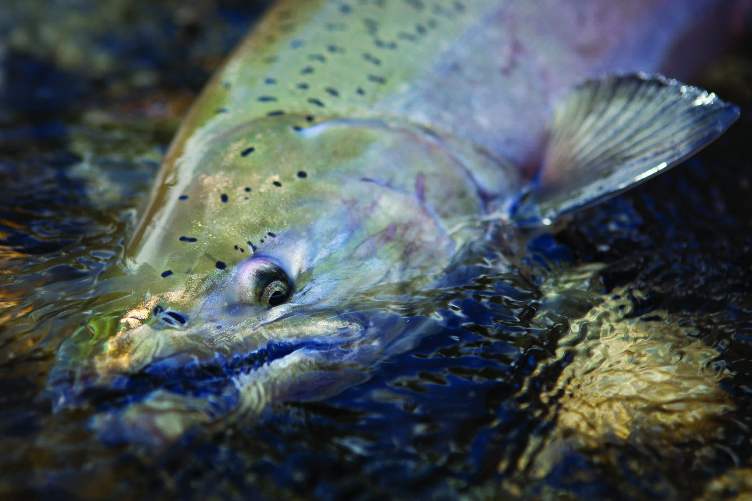 fly caught alaskan king salmon, east fork chulitna river, interior Alaska