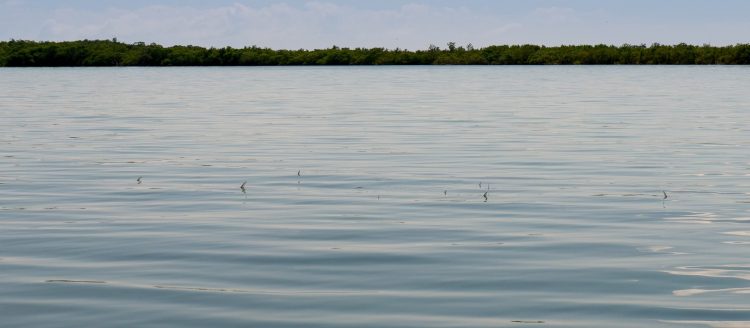 Sleeps With the Fishes Bonefish Tails by Jim Klug Bonefish Tails