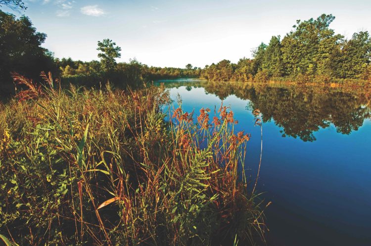 Late summer trees reflecting in the Pakota River, near the Patoka River National Wildlife Refuge (NWR), Indiana, USA.