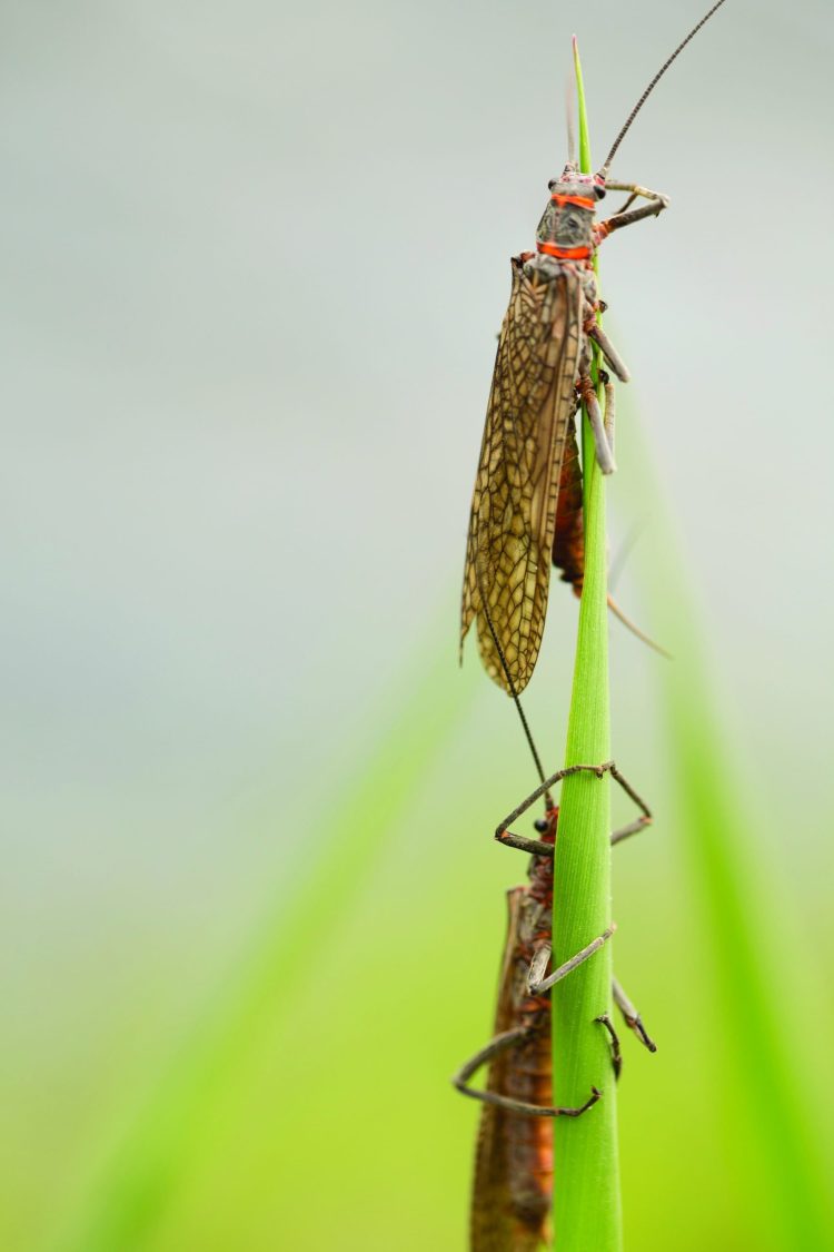 Salmonfly Questions Featured Pic