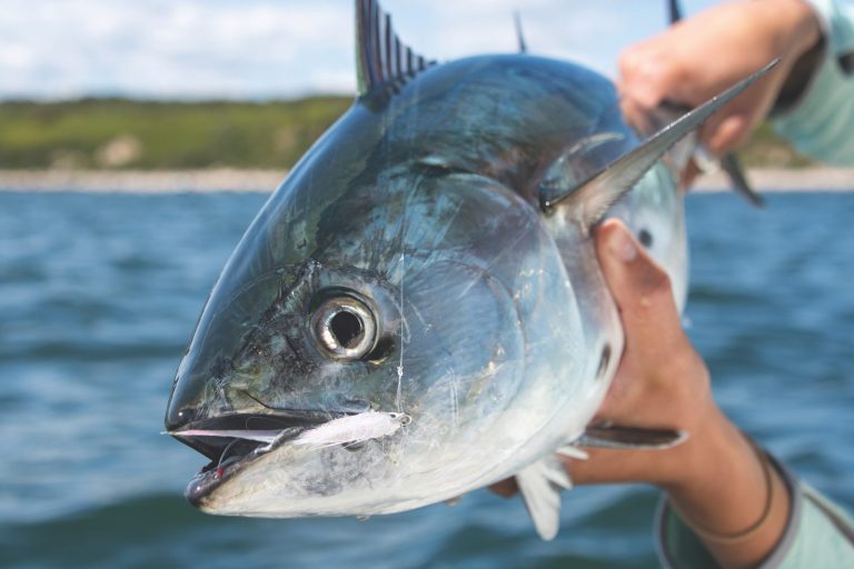 False Albies on the Fly_Nate Holmes