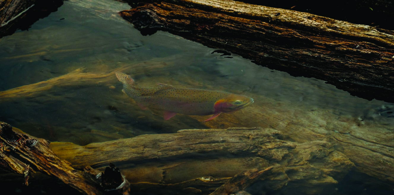 Drake Magazine Cutthroat Trout Jakob Burleson