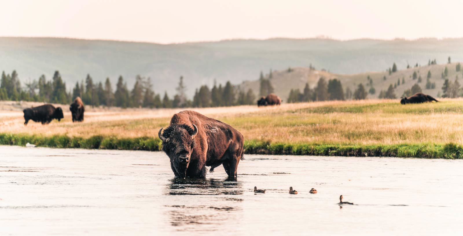 Drake Magazine Summer 2026 Bison