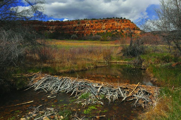 Noah Bagley Beaver Dam
